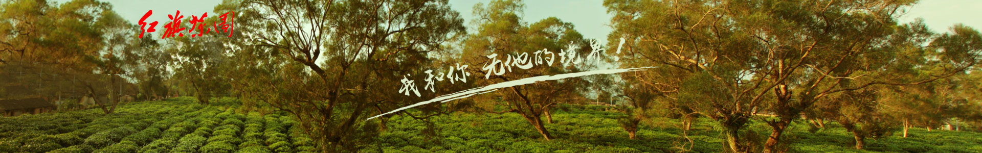 红旗茶厂
